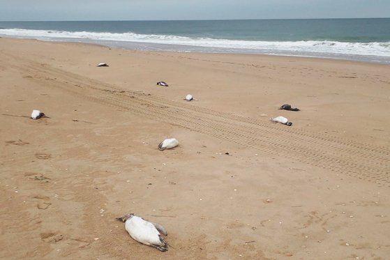 海岸に散らばるペンギンの死骸。［写真　ＡＦＰ＝聯合ニュース］