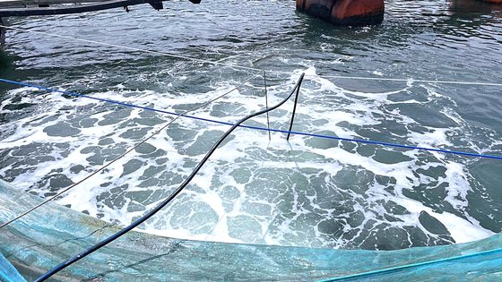 慶尚南道泗川の海上養殖場。高水温被害に備えて酸素供給機で養殖漁場に酸素を供給している。［写真　慶尚南道］