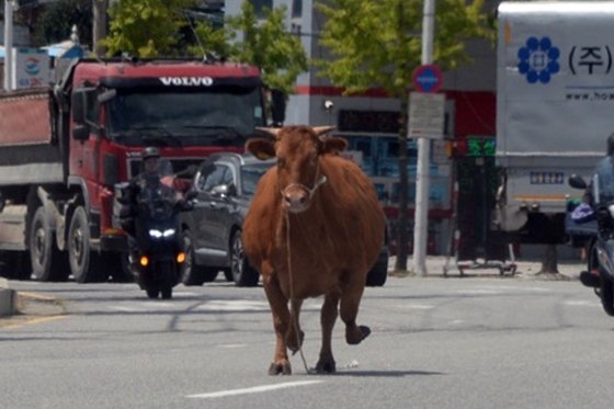 屠畜場を飛び出して走る牛。［写真　読者提供＝聯合ニュース］