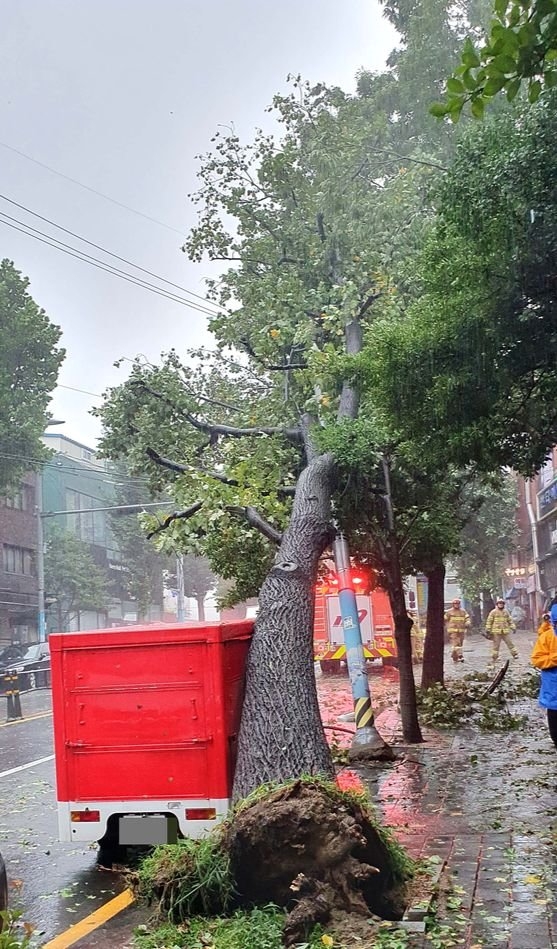 １０日午前、釜山市中区瀛州洞では台風６号による強風で街路樹が倒れた。［写真　釜山消防災難本部］