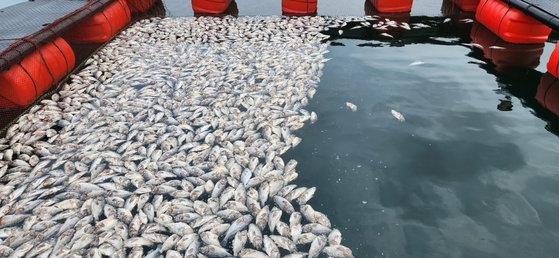 慶尚南道統営市山陽邑の網いけす養殖場に死んだクロソイが浮かんでいる。［写真　読者］