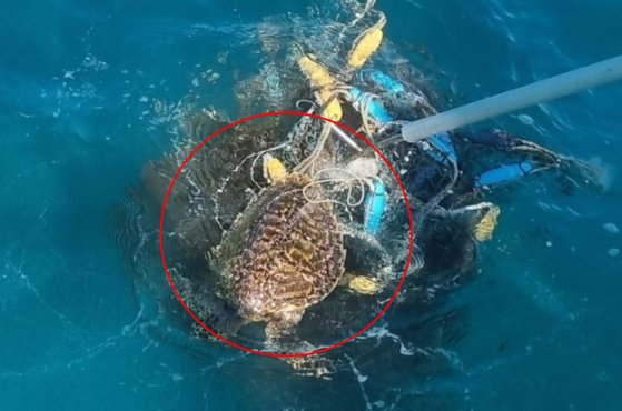 ３日西帰浦ウンジン港近くの海上で発見された廃漁網にかかったタイマイ。［写真　西帰浦海洋警察署］