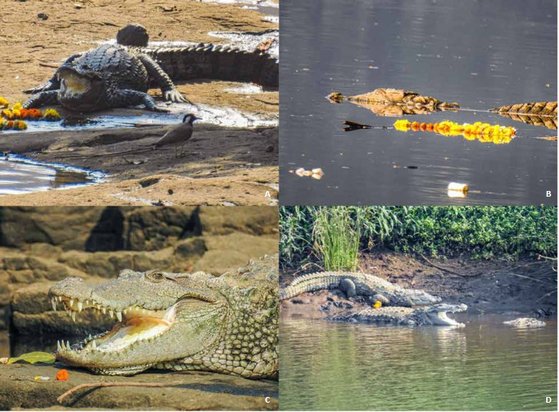 マリーゴールドの近くにいるインドのヌマワニ。［写真　絶滅危惧分類群ジャーナル（ＪＴＴ）］