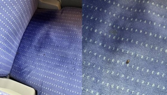 フランスの列車の椅子で見つかった南京虫 ［写真　Ｄａｎａ　Ｄｅｌ　Ｒｅｙツイッター　キャプチャー］