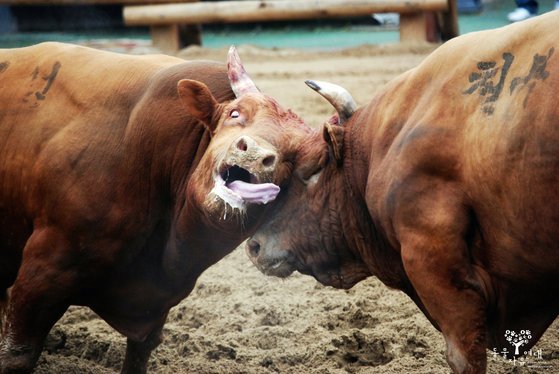 闘牛大会の様子。［写真　動物自由連帯］
