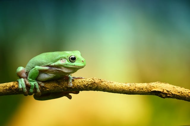 カエルの資料写真　［Ｐｉｘａｂａｙ］