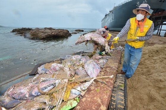 浜辺に押し寄せた死んだマグロを片づける様子。［写真　ニュース１］