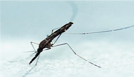 マラリア媒介蚊ハマダラカ　中央フォト