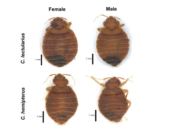 ソウル大研究陣が韓国で採集したトコジラミ。上は韓国国内で発見されてきたトコジラミ（Ｃ．ｌｅｃｔｕｌａｒｉｕｓ）の雌と雄。下は２０２１年に韓国で初めて発見された熱帯地域生息のネッタイトコジラミ（Ｃ．ｈｅｍｉｐｔｅｒｕｓ）。　写真＝キム・ジュヒョン教授
