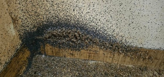 先月、京畿道富川（プチョン）の宿泊業者で発見されたトコジラミ（南京虫）の跡　［写真　防疫捜査隊］