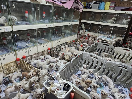 繁殖犬を飼育する韓国の子犬工場　［動物権行動ＫＡＲＡ］
