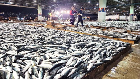 韓国の魚市場で水産物を分類する様子。