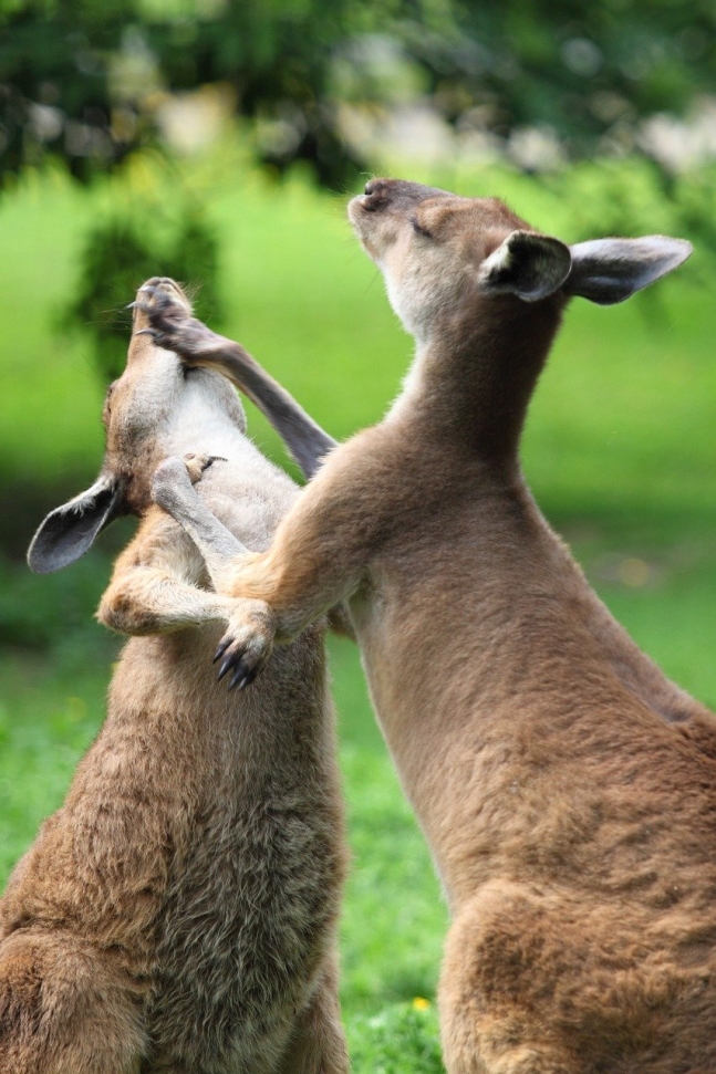 カンガルー。［写真　Ｐｉｘｔａｂａｙ］
