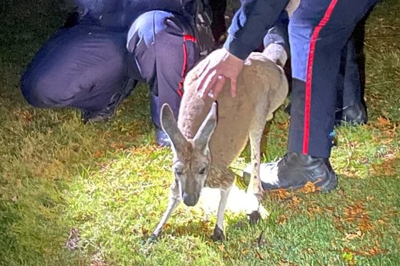 警察に捕獲された動物園を脱走したカンガルー。［写真　ダーラム地域警察、ロイター＝聯合ニュース］