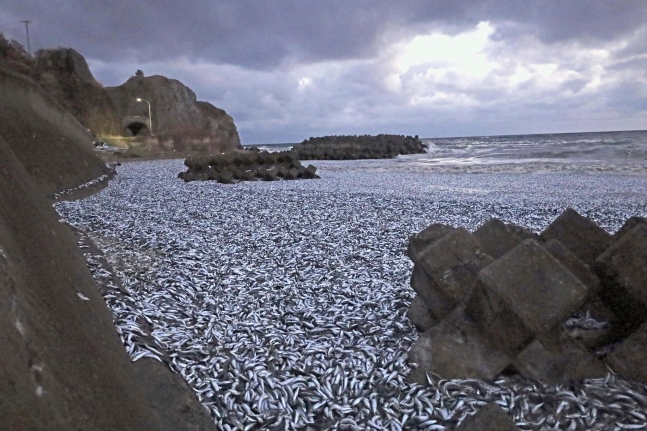 函館市の海岸に打ち上げられたイワシの群れ。［写真　ＡＰ通信＝聯合ニュース］