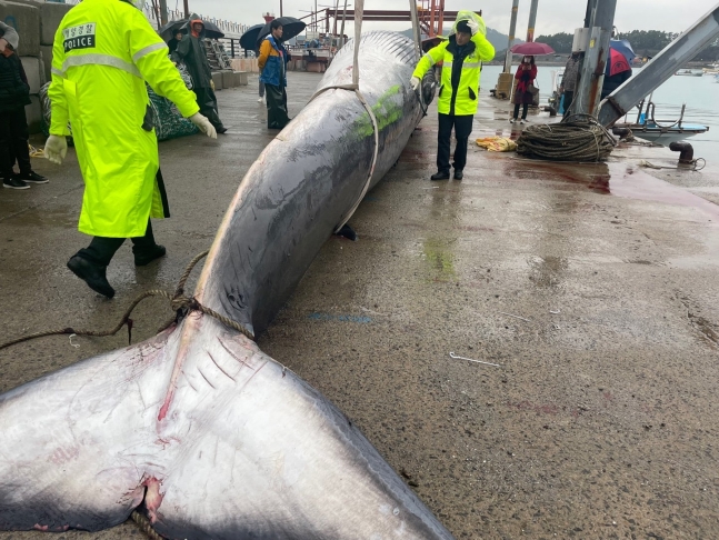 釜山（プサン）沖で海洋保護生物であるナガスクジラが網にかかって死んだ状態で見つかった。［写真　蔚山（ウルサン）海洋警察］