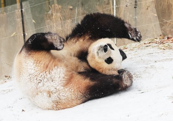 雪原を転がるパンダのフーバオ。［写真　ニューシス］