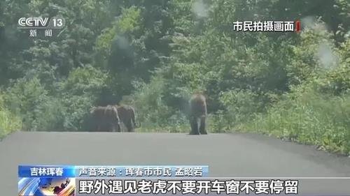 山道で確認された野生のトラ。［写真　聯合ニュース・中国中央テレビ　キャプチャー］