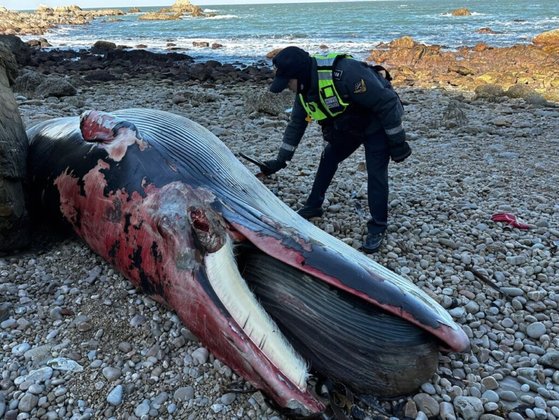 海岸に打ち上げられたミンククジラ　［写真　仁川緑色連合］