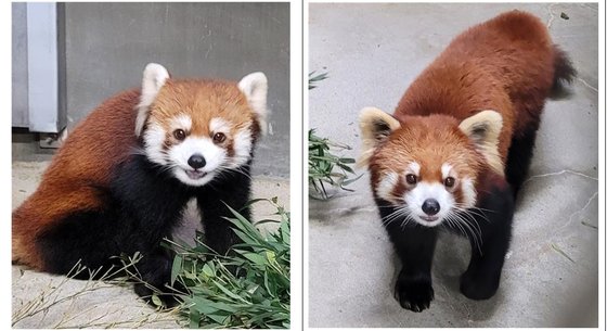 ソウル大公園で慣らし飼育中の日本から来たレッサーパンダのつがい。［写真　ソウル大公園］