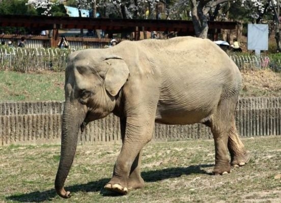 韓国最高齢のゾウ「サクラ」。［写真　ソウル大公園］