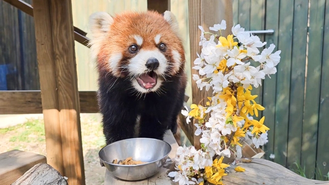 エバーランドのレッサーパンダ「レモン」。［写真　エバーランド］