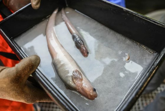 ニュージーランドのバウンティトラフの水深２７００メートルに設置された罠に捕獲された深海魚。［写真　オーシャンセンサス／ＮＩＷＡ］