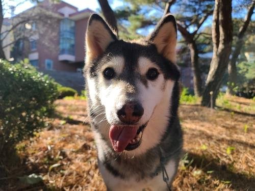 現在は元気になった犬「チョンジ」。米ニューヨークのある家庭に養子縁組された。［写真　動物保護団体ホンディドラン］