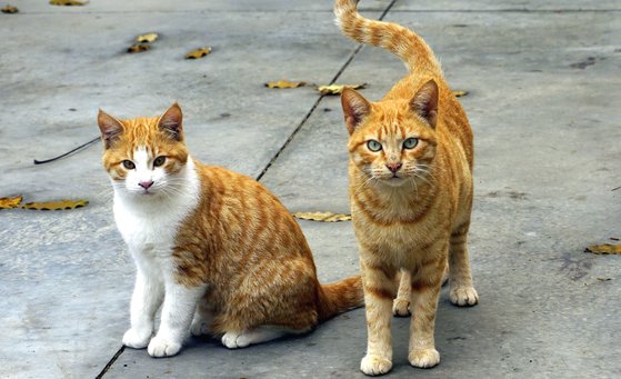 資料写真（写真は記事の特定内容と関係ありません）［ｐｘｉｎｉｏ］