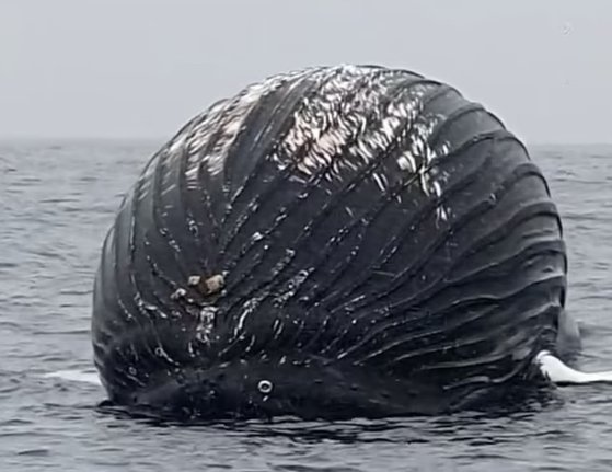 ノルウェー近海で発見された体が膨らんだクジラの死骸。［写真　ＳＮＳキャプチャー］