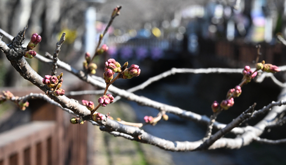 鎮海軍港祭の開幕を翌日に控えた２１日、桜の名所である慶尚南道昌原市鎮海区余佐川一帯の桜の木の枝に咲く前のつぼみだけついている。ソン・ボングン記者