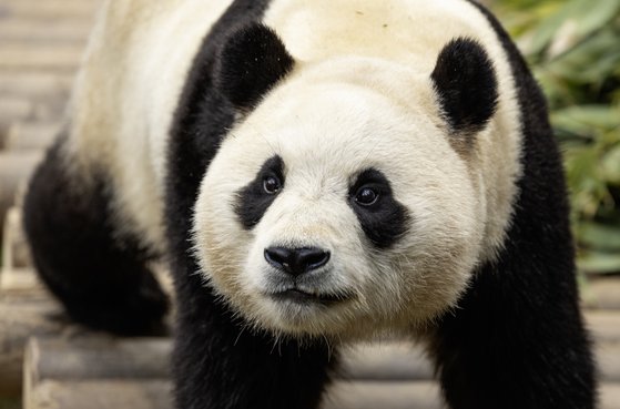 ４月３日、「パンダの故郷」中国四川省に向かう「Ｋー赤ちゃんパンダ第１号」のフーバオ。クォン・ヒョクジェ記者