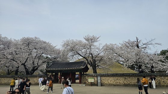 ２日午後、桜の花が満開の慶州味鄒王陵（ミチュワンヌン）の入口。国内外の観光客で込み合っている。［写真　慶州＝チョン・ウンヘ記者］