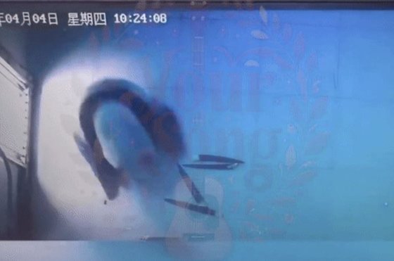 中国に到着した韓国生まれ第１号ジャイアントパンダの「フーバオ（福宝）」が中国で新しい環境に適応している様子が公開された。［写真　ユーチューブチャンネル「パンダラバー」キャプチャー］