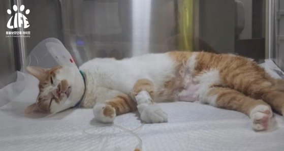 急性疾患で病院で治療中の猫［写真　動物保護団体ライフ］