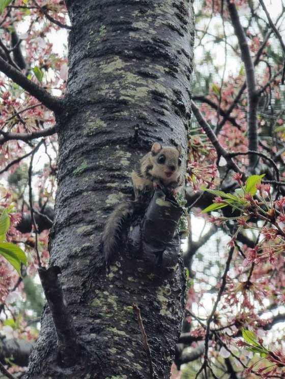 韓国のある寺院で発見されたモモンガ［写真　ニュース１］