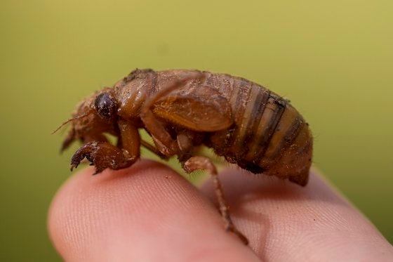 米ジョージア州で発見された周期セミの若虫［写真　ＡＰ＝聯合ニュース］