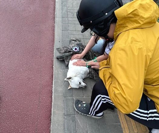 車に引かれた犬の最後を見守る軍人［「陸軍訓練所の代わりにお伝えします」　キャプチャー］