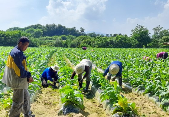 慶尚北道栄州市（キョンサンブクド・ヨンジュシ）ある農家で季節労働者が作業をしている。［写真　栄州市］