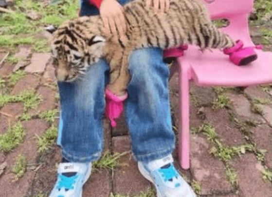 中国動物園でペット用ブーツを履かせられた子トラ。［写真　微博　キャプチャー］