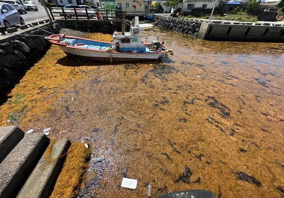 今月１６日午前、済州市涯月邑（エウォルウプ）項浦浦口を赤黒く覆った中国発アカモク。チェ・チュンイル記者