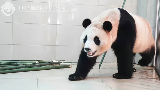 先月初め、韓国を離れて中国に向かったジャイアントパンダ「フーバオ」が現地で劣悪な待遇を受けているという疑惑が提起されている。フーバオの首の部分がへこんだものとみられるという疑惑とともに投稿された写真。［微博　キャプチャー］