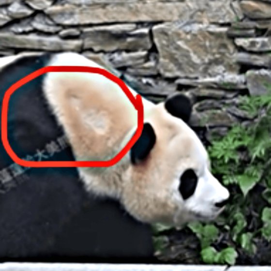 フーバオの首の部分がへこんでいるように見えるという疑惑とともに掲載された写真［微博　キャプチャー］