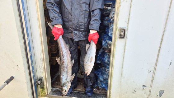 韓国洛東江の漁民を苦しめる有害魚種。［キム・ミンジュ記者］