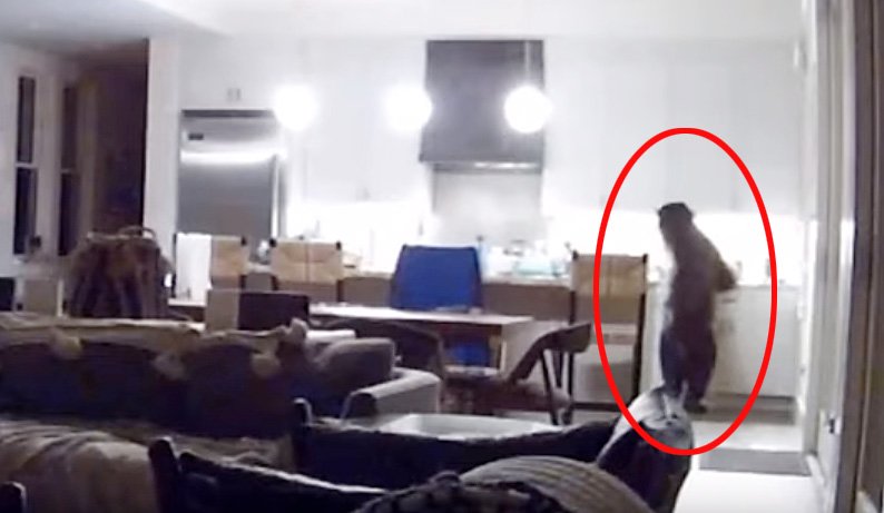 別荘に侵入してキッチンをあさる米国の野生のクマ［ユーチューブ　キャプチャー］