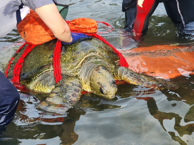 海岸で発見されたアオウミガメ［写真　西帰浦海洋警察署］
