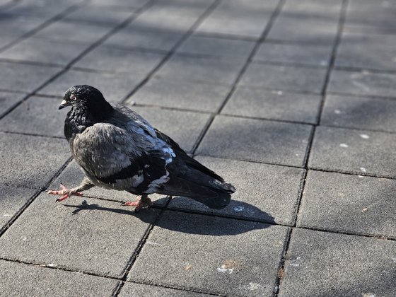 ハトの資料写真［中央フォト］