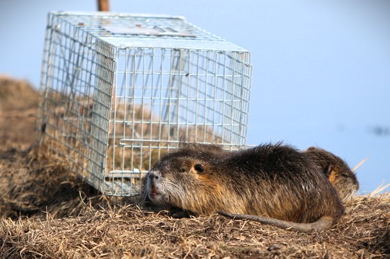 洛東江（ナクドンガン）流域に設置された捕獲枠の周辺をヌートリア２匹がうろついている。［写真　大邱大学のチョ・ヨンソク教授］