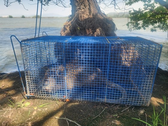 洛東江流域環境庁が今年４月に捕獲したヌートリア［写真　洛東江流域環境庁］