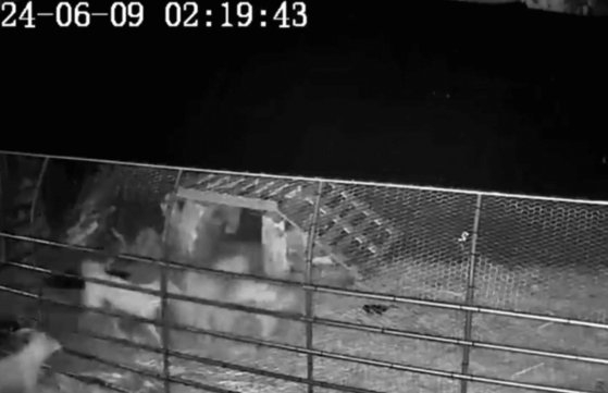 ヤギを攻撃する野良犬の群れ［写真　読者、聯合ニュース］